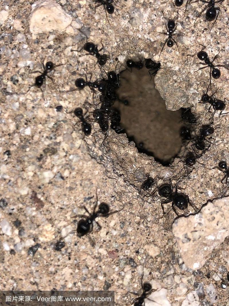 蚂蚁洞