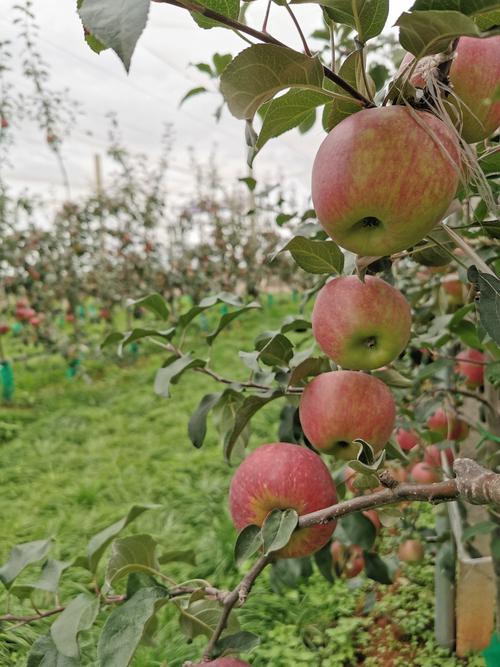 渝媒看昭通:这个苹果庄园全国单体面积最大,我只想说,壮观(竖图)