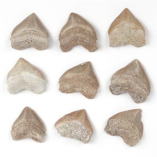 科普标本巨锯齿鲨原石天然古生物乌鸦鲨鱼牙齿化石教学远古动物考