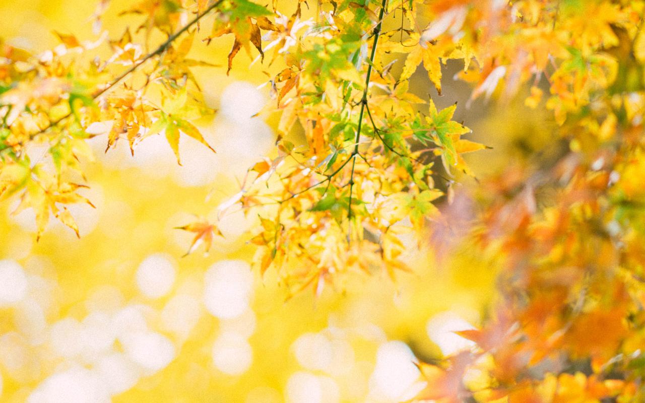 秋天黄色枫叶小清新唯美图片桌面壁纸