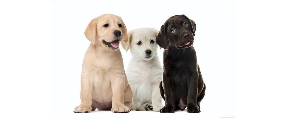 全球公认最适合新手养的中型犬—金毛vs拉布拉多,你该如何选择?