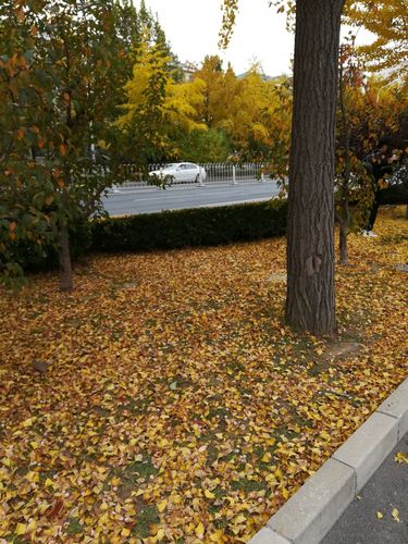三里屯使馆区的街上,一棵棵银杏树在秋风中飘荡,金黄的落叶撒满了一地