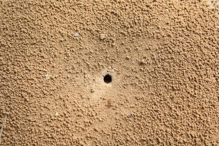 特写蚂蚁洞穴照片