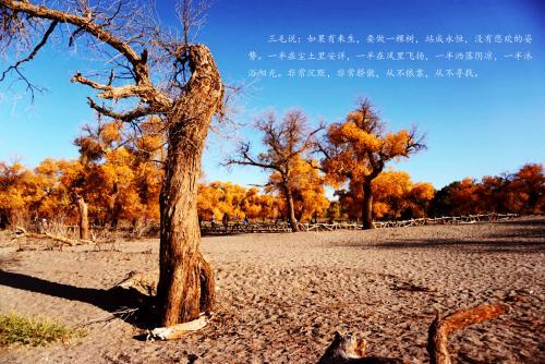 三毛在写给自己中说:如果有来生我要做一棵树…求全部原话