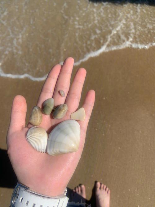 海边捡贝壳