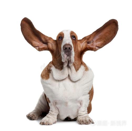 竖起耳朵坐着的巴塞特猎犬的前视图