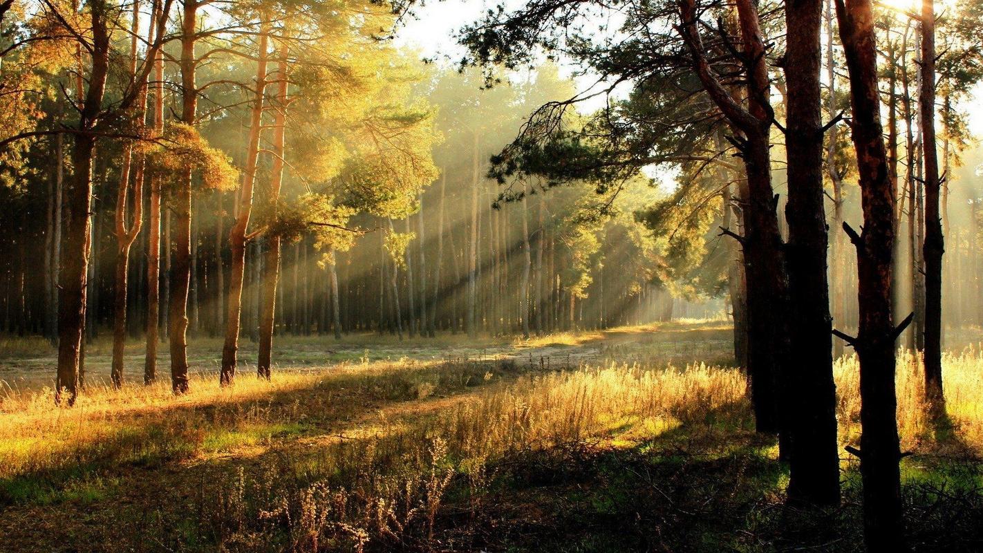 精选金色阳光下的梦幻森林唯美自然风景高清电脑桌面壁纸下载(二)