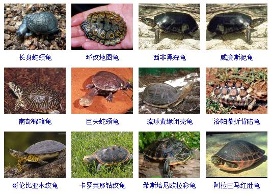 龟有多少种和图片?