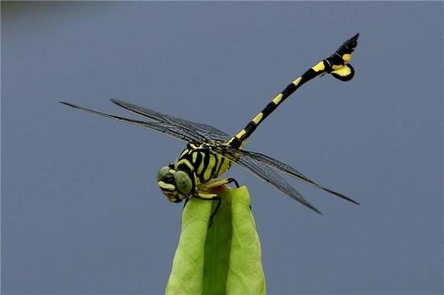 世界上最大的蜻蜓有多大图片