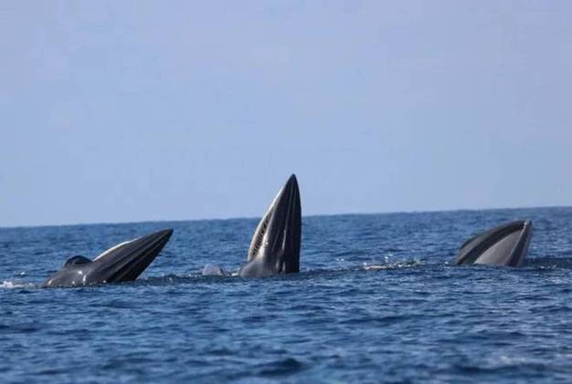 涠洲岛网红鲸与追逐它的人