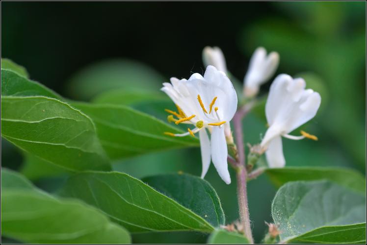 忍冬花的花语传说忍冬花的美容功效与作用