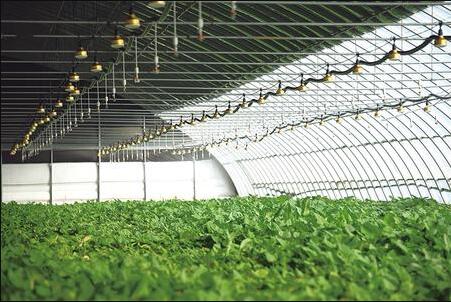 兰州新区打造全国最大中药材现代设施农业育苗基地