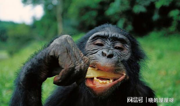 猩猩有多懂吃,看它捕捉的猎物就可以看出,自有一套进食方案|猴子|原始