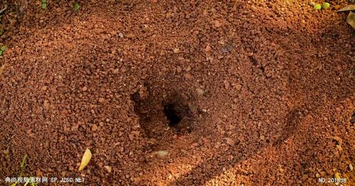 蚂蚁洞穴实拍视频素材办公工业视频视频素材
