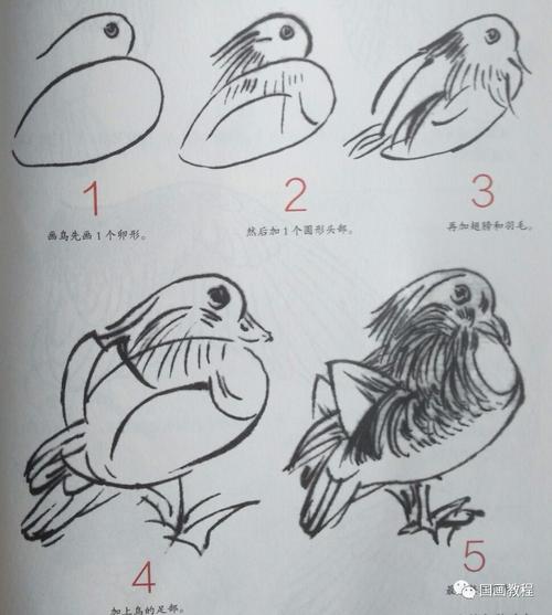 国画教程禽鸟绘画基础