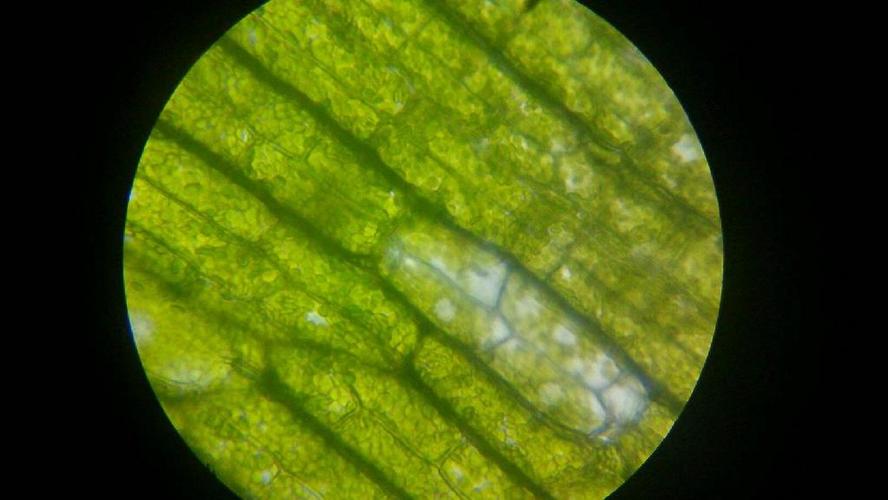 黑藻是原核生物吗