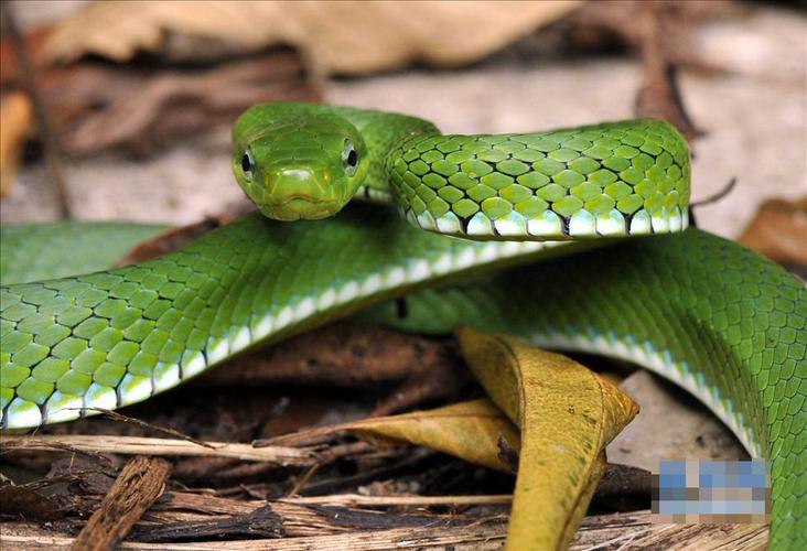 生活于山区全身翠绿色的无毒蛇
