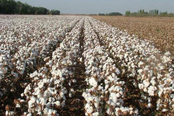 最早种植棉花的是哪个国家