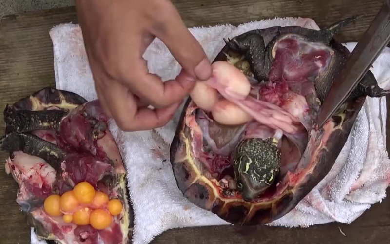 日本人杀只乌龟煮来吃,血腥慎入