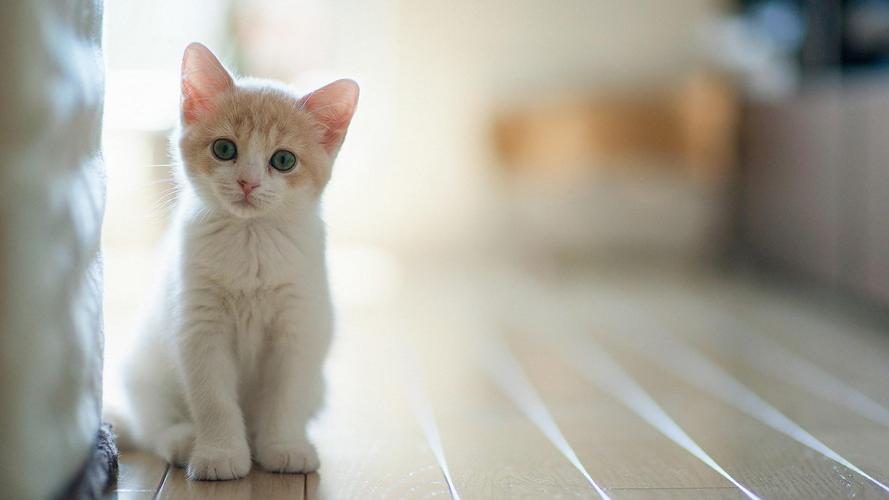 卖萌的白色小猫咪可爱桌面壁纸