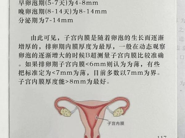 即脱落,恢复,增厚再脱落,如果怀孕则会停止脱落,因此子宫内膜1