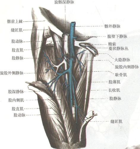 股动脉位置在股静脉