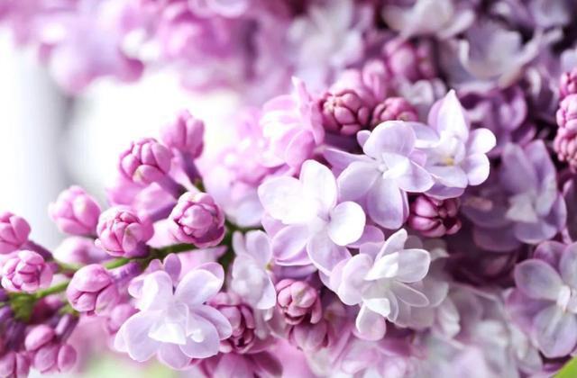 紫丁香的花语和寓意是什么