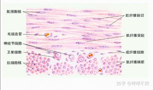 组织学与胚胎学 红蓝铅笔绘图 - 知乎