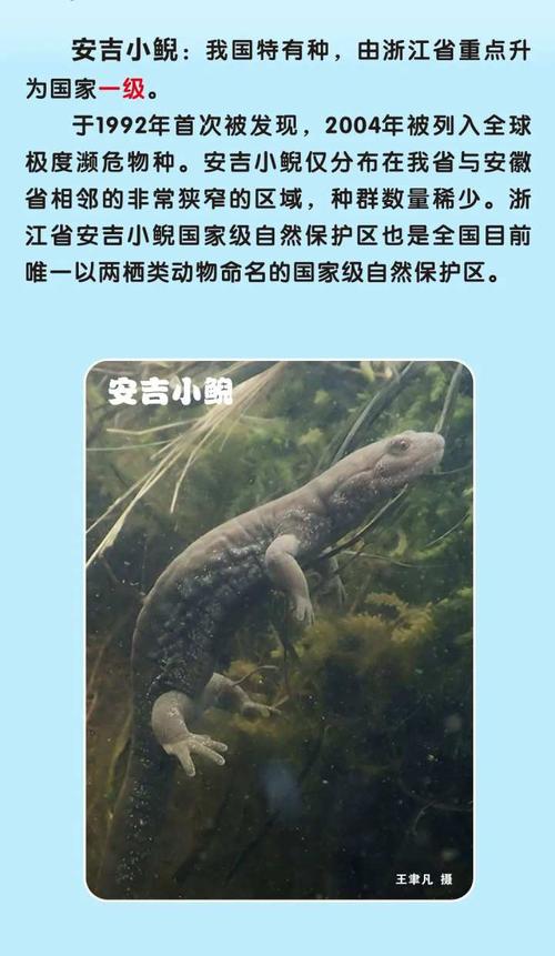 浙江新增一批国家一级二级保护动物你能叫出它们的名字吗