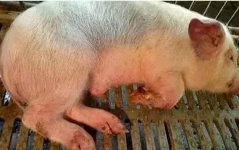 猪副猪嗜血杆菌感染的症状和预防治疗最快最有效用药方案