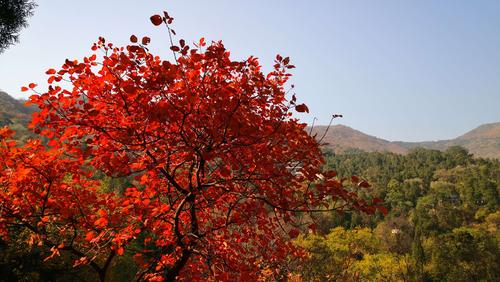 香山红叶时间