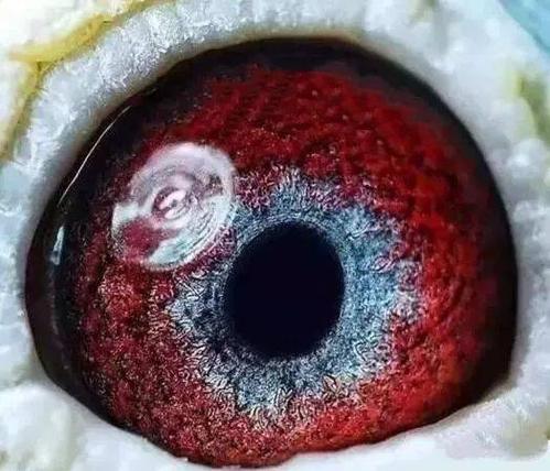 紫罗兰鸽眼的秘密