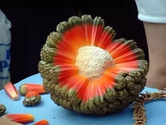 全球最罕见的奇葩水果你见过吗