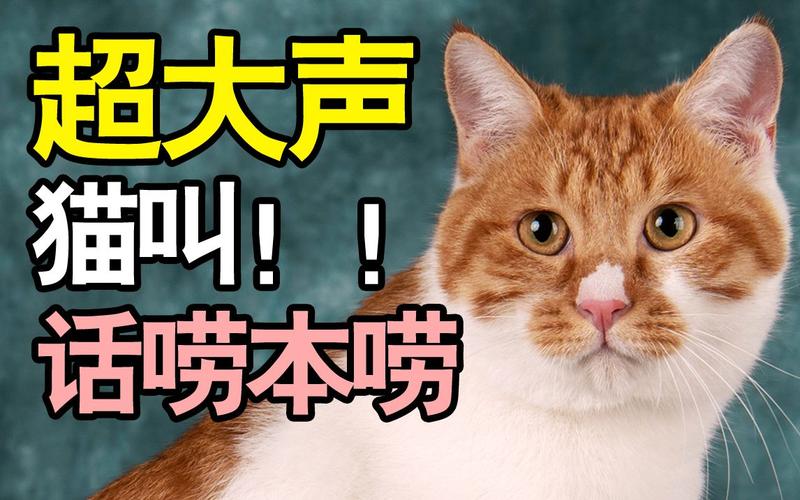训猫02集:小橘猫超大声猫叫,训练好处多【柿子菌挑战猫威】_哔哩哔哩