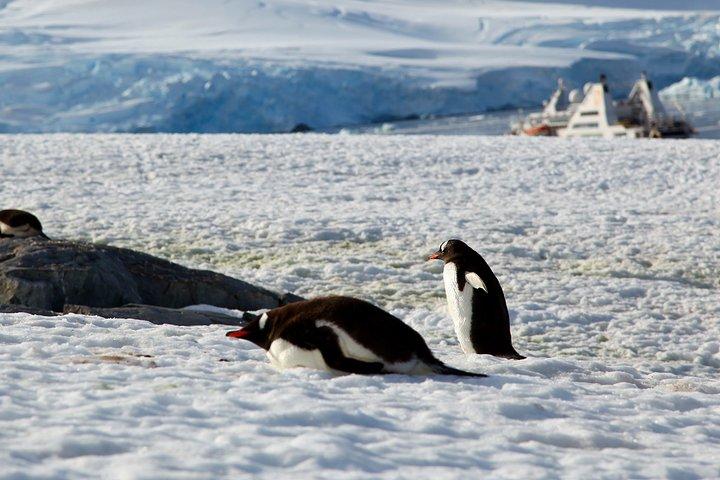 远古时候的企鹅,可能是从北极飞到南极,先问大家一个头急转弯.
