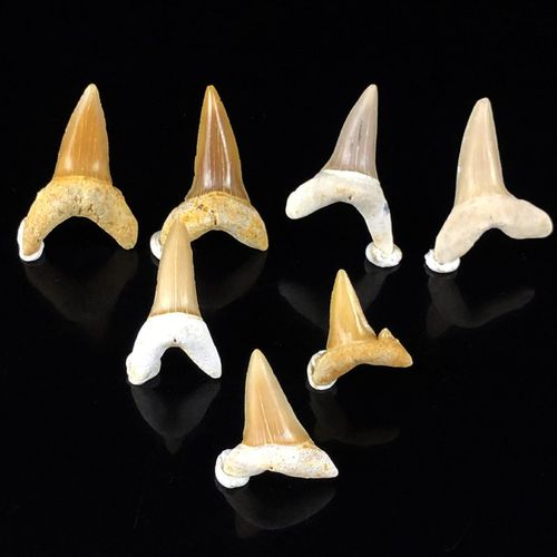 天然鲨鱼牙齿化石鼠鲨古生物动物牙收藏儿童礼物学生科普教学标本
