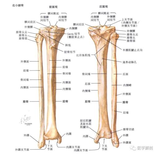 小腿骨胫腓骨解剖图谱