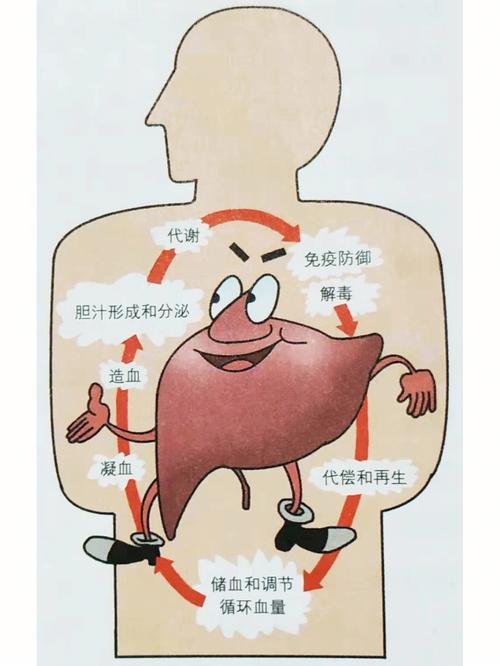 肝脏的功能主要是分泌胆汁,调节物质代谢,解毒,防御和免疫,制造凝血