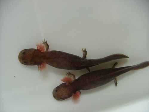 萌萌哒大鲵幼体,可以看到它们粉红色的羽状外鳃.图片:zslsites.org