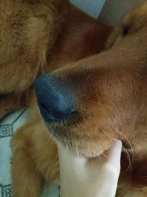狗狗鼻子上面有一点发干,该怎么办