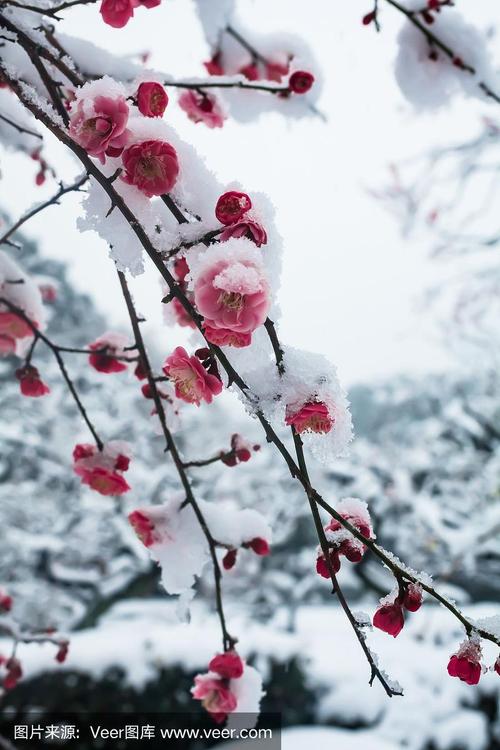 雪中盛开的日本梅花