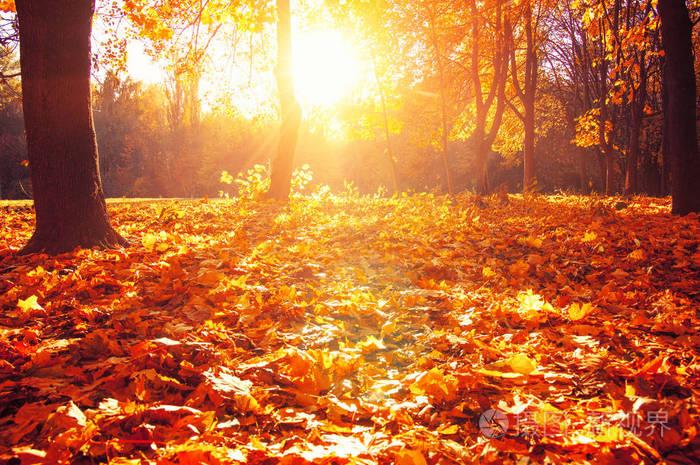 秋天树与太阳射线