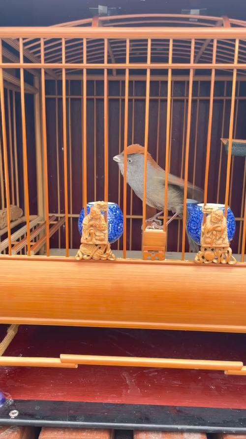 黄豆鸟培养生鸟的过程如何把生鸟培养成将军志强鸟食黄腾江湖