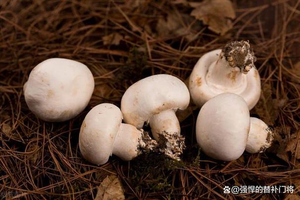 口蘑是生长在蒙古草原上的白色野生蘑菇,又叫白蘑,蒙古口蘑,云盘蘑