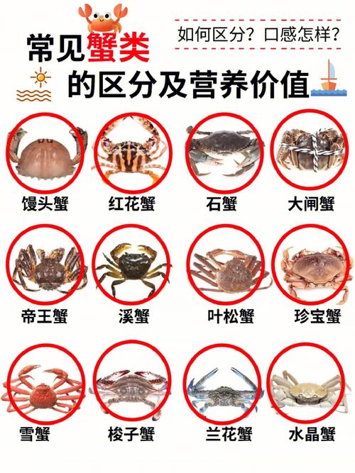 02说明书螃蟹的区别与营养价值
