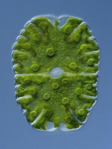 蓝球藻是原核生物吗