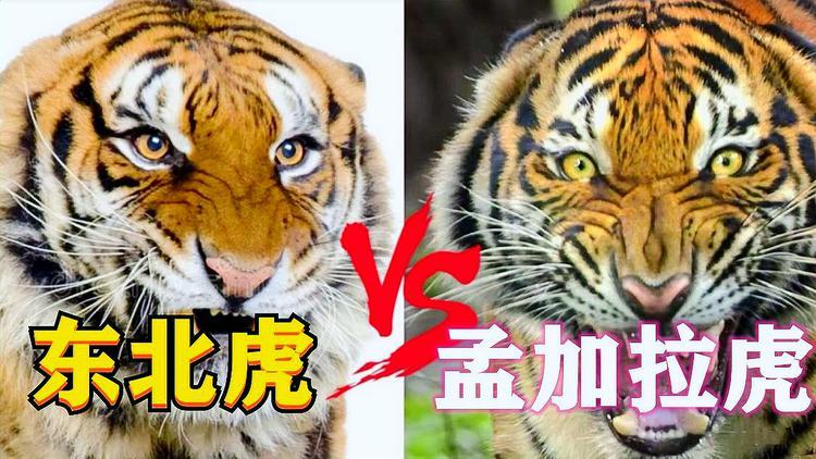 东北虎vs孟加拉虎,谁才是真正的虎中霸主?东北虎真的太虚胖了?