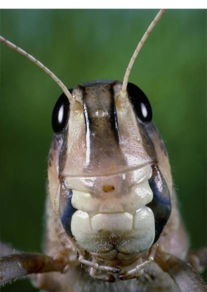 图图中昆虫的口器为a锉吸式b咀嚼式c刺吸