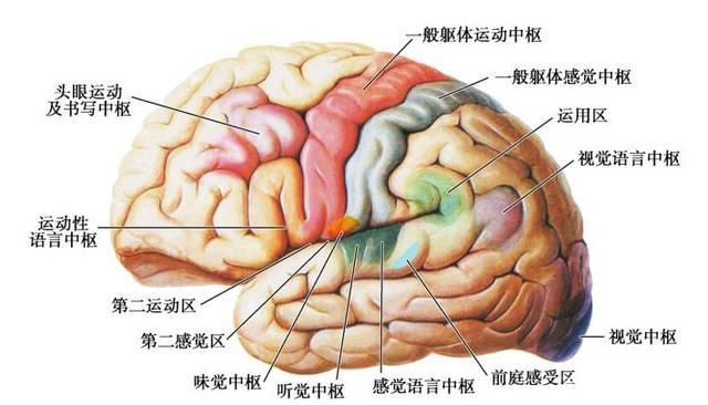 图8-24 大脑皮质功能定位(背外侧面)