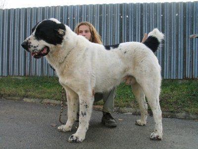 盘点6种超大型犬最大的比人还高谁遛谁还不一定呢